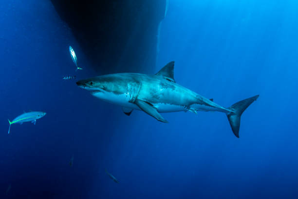 istock Great White Shark Under the Boat 1078691572