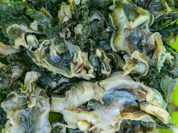 giant calm meat selling in street market. - pacific oyster imagens e fotografias de stock