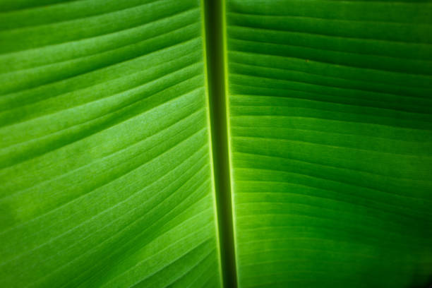 istock Full Frame Shot Of Green Leaf 1078697074