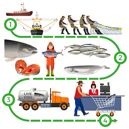 Fish farming industry. Supply chain infographic. Vector illustration isolated on white background