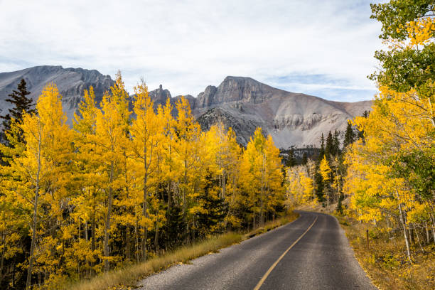 Road to wheeler peak with fall colors. Autumn leaves changing yellow. The summit of Wheeler Peak viewed over bright yellow aspen trees in autumn. A narrow paved road with a single yellow line winds through the trees toward the peak. great basin national park stock pictures, royalty-free photos & images