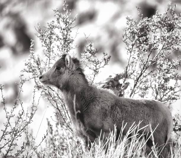 Bighorn lamb in black and white