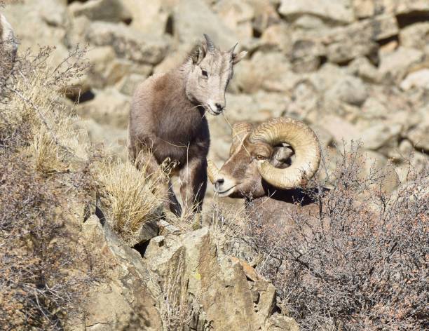 istock Bighorn ram and lamb eating grass on mountain 1078714212