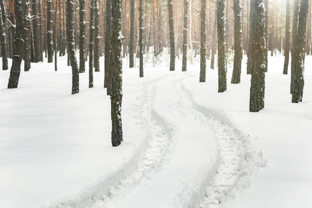 Winter pine forest landscape with rut in deep snow between trees . Car or ATV traces in after snowfall.