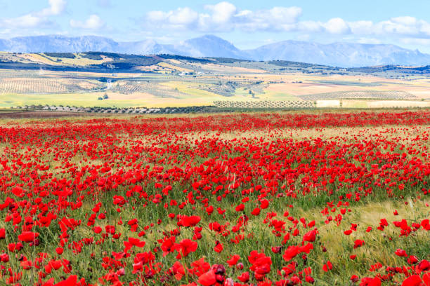 istock Poppy field and clouds, Granada Province, Spain 1078749762