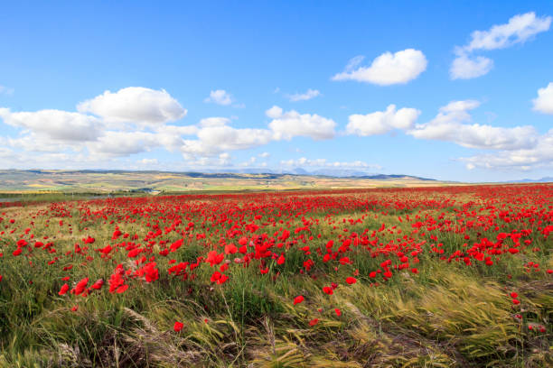 istock Poppy field and clouds, Granada Province, Spain 1078749766