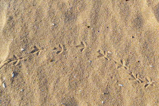 The chain of a bird or pigeon tracks on the wet sea sand, close up