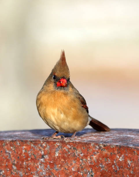 istock Female Northern Cardinal 1078780238