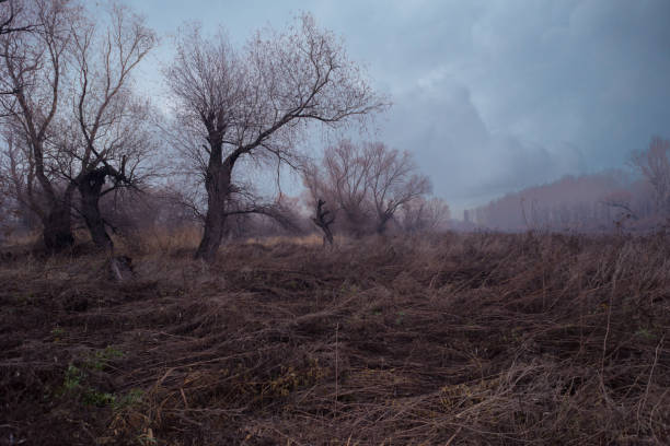 gespenstisch dunkel und alt wald - forest dark woods spooky stock-fotos und bilder