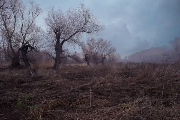 Photo of Spooky dark and old forest