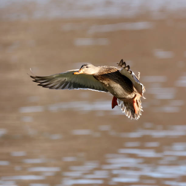 istock Female Mallard Duck 1078794674
