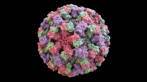 istock 3D CG rendered image of scientifically accurate Norwalk Virus (Norovirus) Capsid Structure based on PDB : 1IHM (surface style) 1078800430