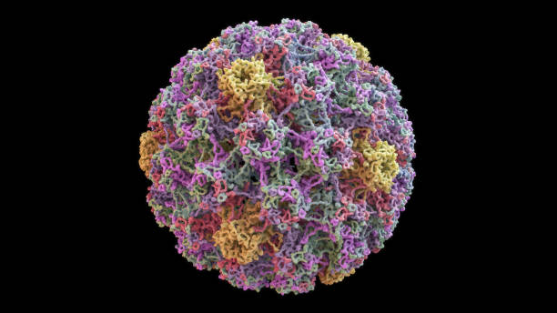 istock 3D CG rendered image of scientifically accurate Human Papilloma Virus (HPV) Capsid Structure based on PDB : 3J6R (surface style) 1078800438
