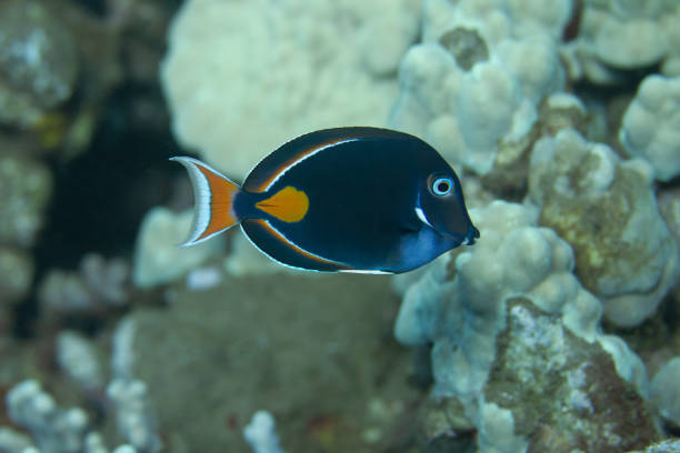 Achilles Tang Achilles Tang on Coral Reef off Maui, Hawaii acanthurus achilles stock pictures, royalty-free photos & images