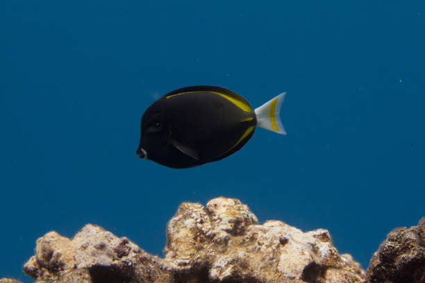 Achilles Tang Hybrid Achilles Tang Hybrid on Coral Reef off Kona, Big Island, Hawaii acanthurus achilles stock pictures, royalty-free photos & images
