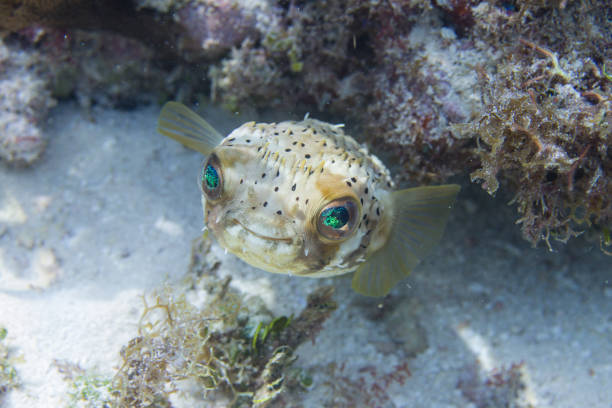 porcospino a spina lunga - porcupinefish foto e immagini stock