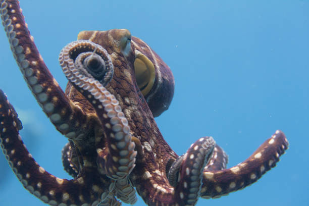 ośmiornica dzienna - day octopus zdjęcia i obrazy z banku zdjęć