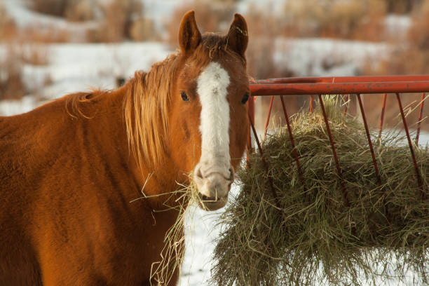 istock Horse eating hay in winter 1078805824