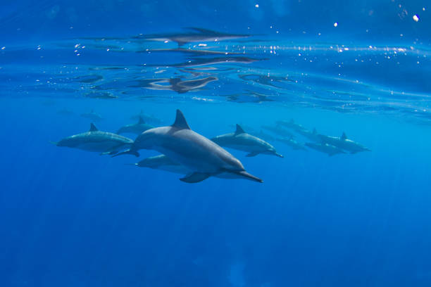 pod of hawaiian spinner dolphins - pod imagens e fotografias de stock