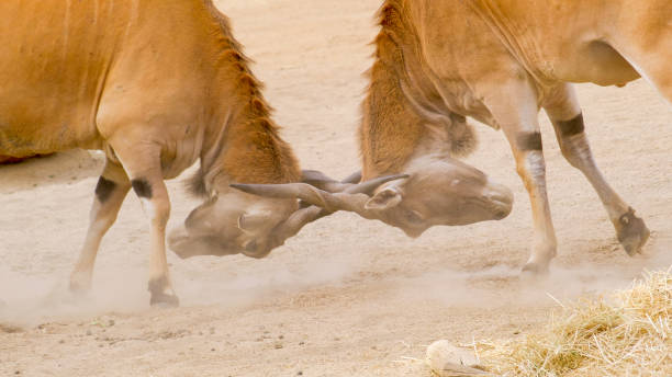 Elands Elands are fighting cape eland photos stock pictures, royalty-free photos & images