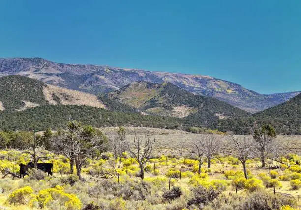 Utah Rocky Mountain Wasatch Panoramic Landscapes by Fishlake National Forest, along Interstate 15 I-15, through Holden, Fillmore, Beaver, Scipio and Parowan Utah, USA.