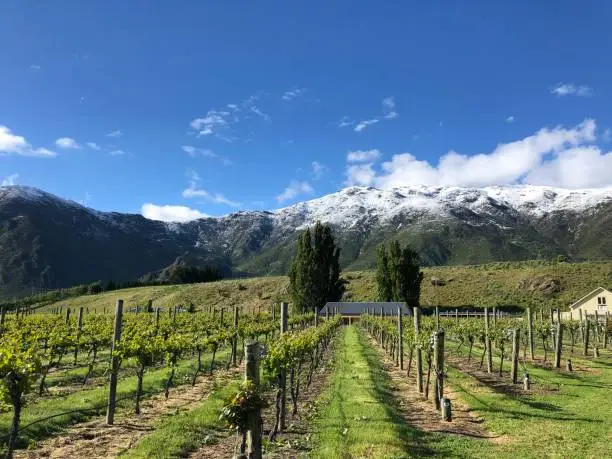 Winery in NewZealand