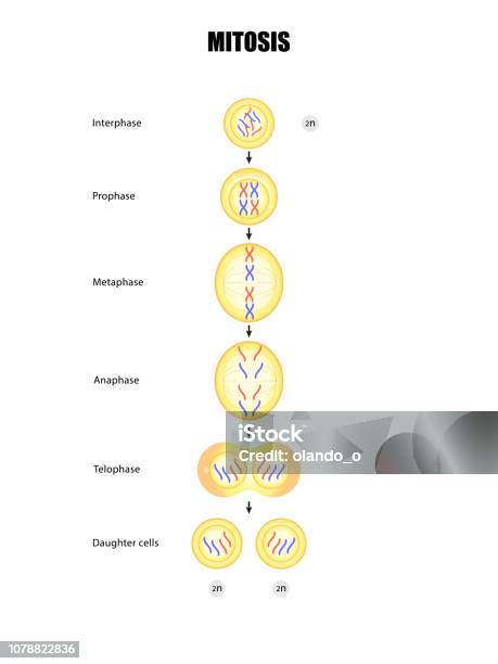 Schemat Mitozy - Stockowe grafiki wektorowe i więcej obrazów Mitoza - Mitoza, DNA, Ilustracja