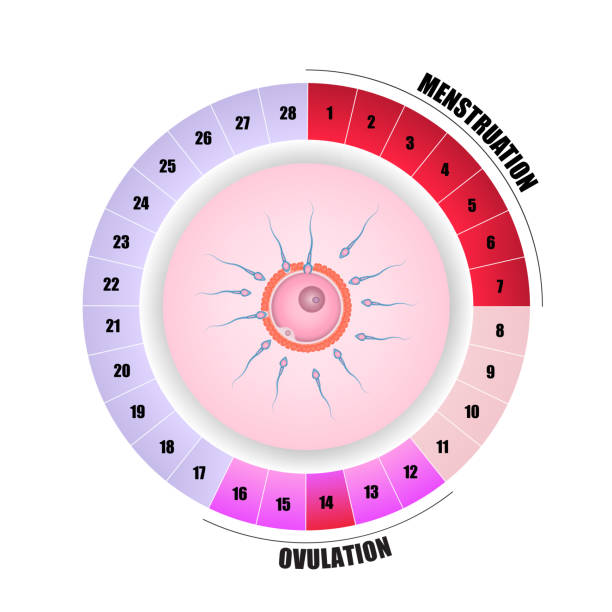 menstrual cycle and fertilization