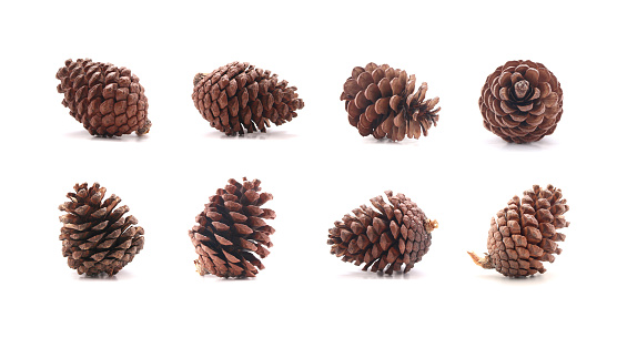 Pine cone tree fruits isolate on white background