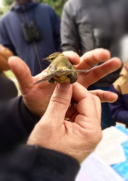 istock Rear morphology of juvenile bird common chiffchaff 1078842042