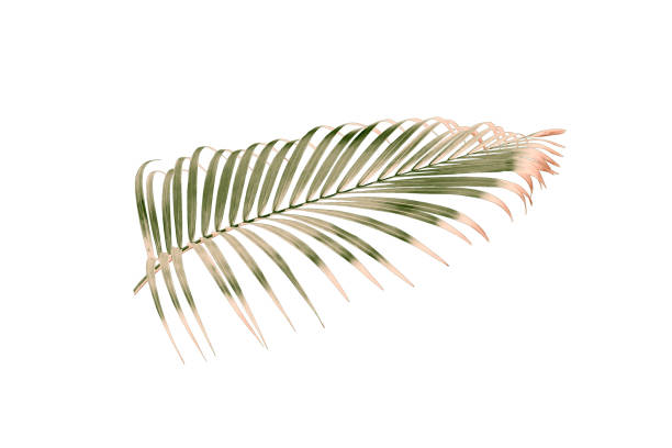 istock green palm leaf isolated on white for summer background 1078844828