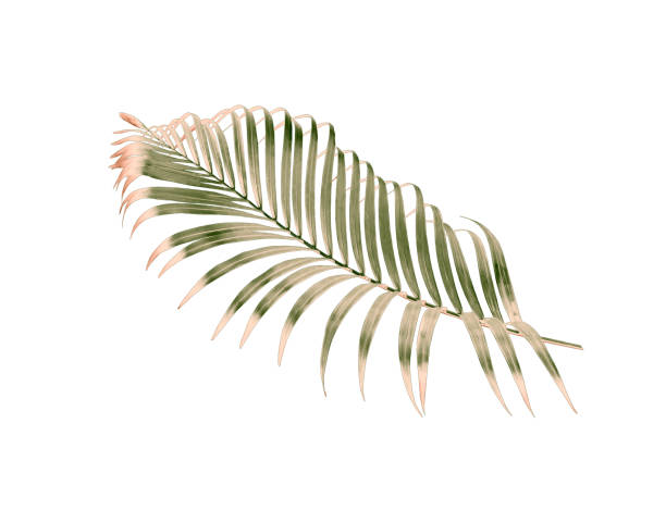 istock green palm leaf isolated on white for summer background 1078844830