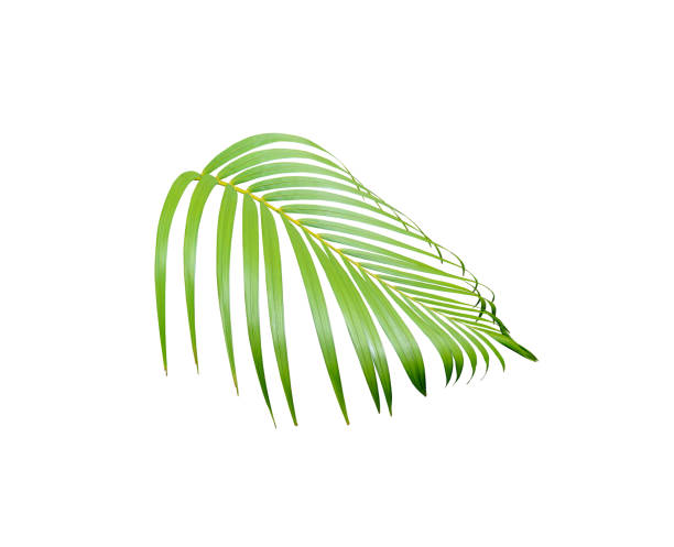 istock green palm leaf isolated on white for summer background 1078844880