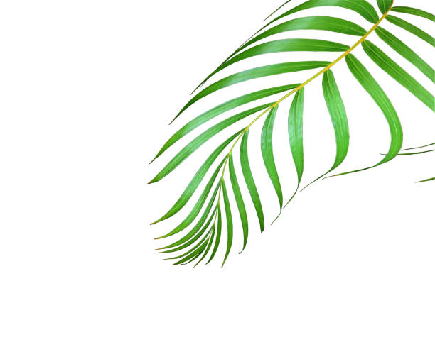 istock green palm leaf isolated on white for summer background 1078844900