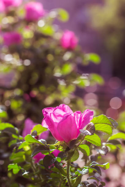istock Rose flower on a green blur background. 1078849040