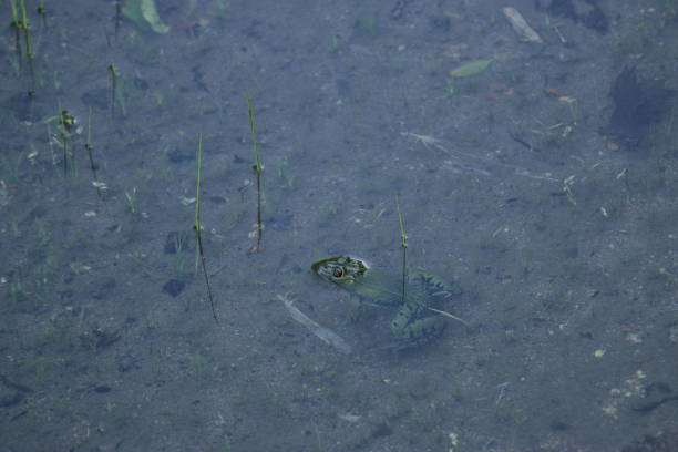 istock 1100 Highland Marsh, Ramsar Wetlands, Summer 1078856628