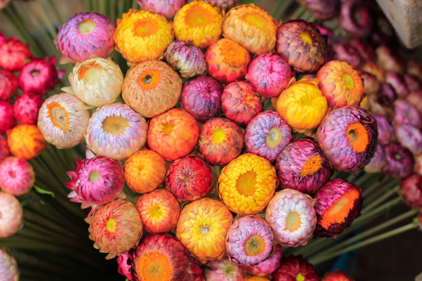 istock Close up Straw Flower,Everlasting flowers 1078866608