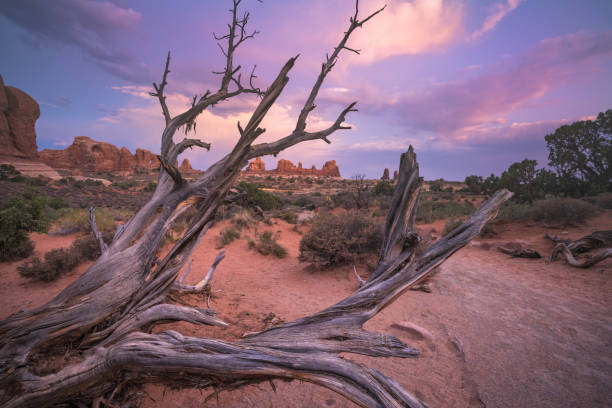 istock A dead tree in Arches National Park 1078867208