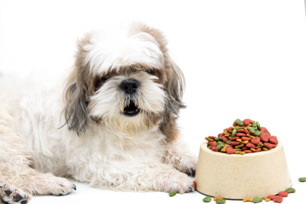 Shih-tzu dog Shih-tzu dog and bowl of dog food tibetan lion dog stock pictures, royalty-free photos & images