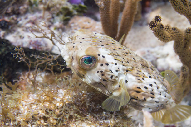 istock Long-Spine Porcupinefish 1078871018