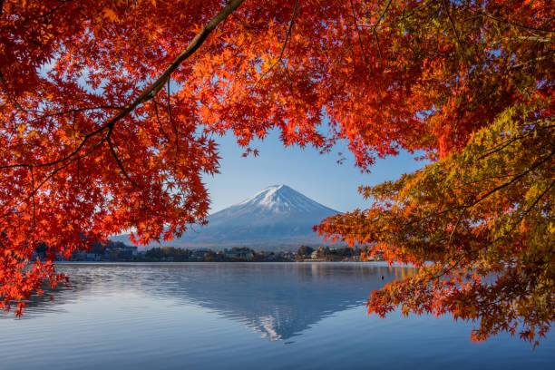 istock Mount Fuji in Autumn 1078872942