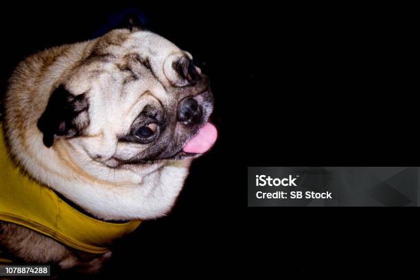 A Cute Fawn Colored French Bulldog On Black Background Puppy Of The French Bulldog Sitting On Her Buttocks And Looking Up Stock Photo - Download Image Now