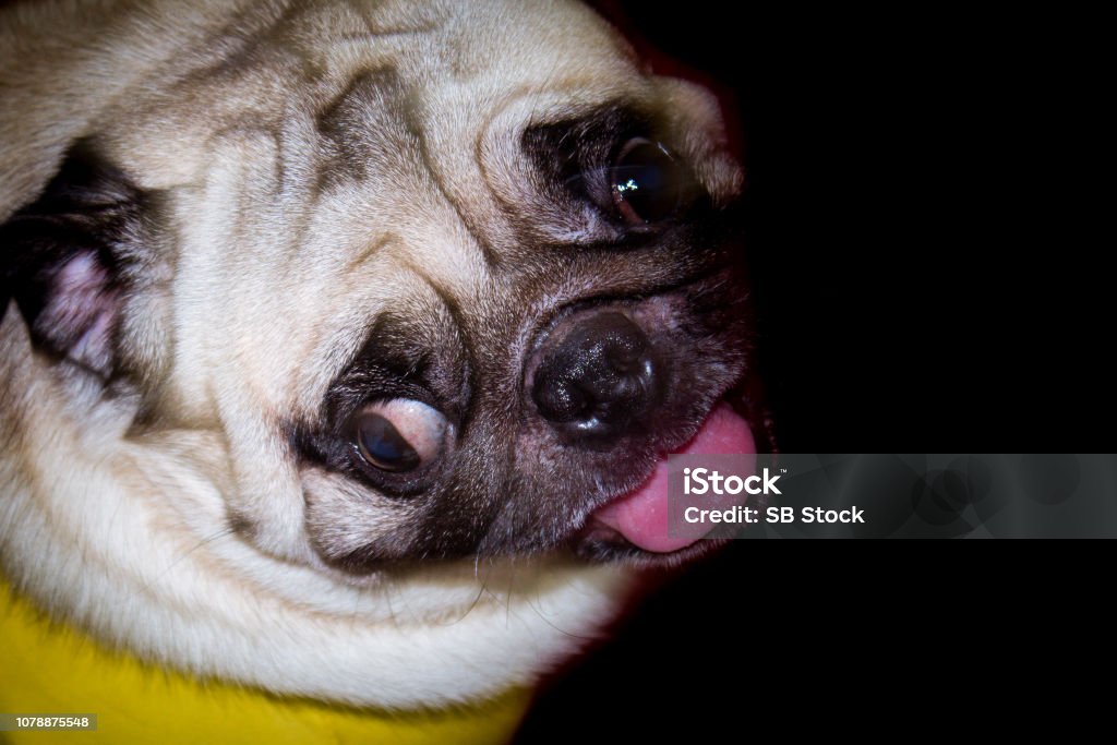 A cute fawn colored French Bulldog on black background. Puppy of the French bulldog sitting on her buttocks and looking up. A cute fawn colored French Bulldog on black background. Puppy of the French bulldog sitting on her buttocks and looking up. Studio shot. Copy space. Alertness Stock Photo