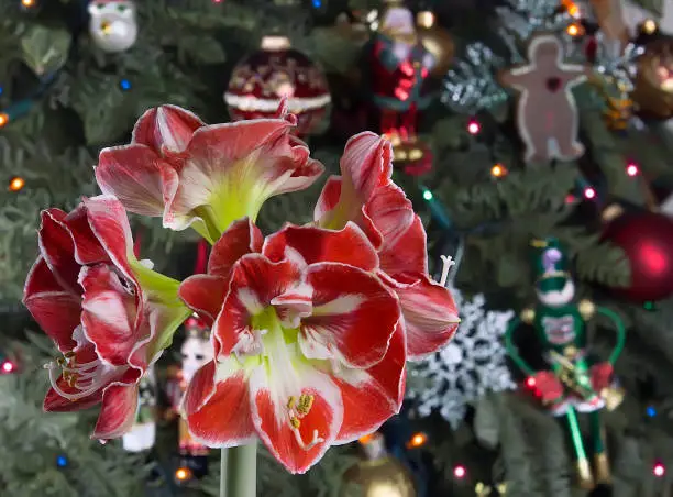 Closeup of red amaryllis on Christmas tree background.