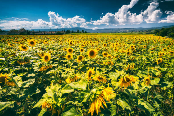 sunflower field with clouds stock photo