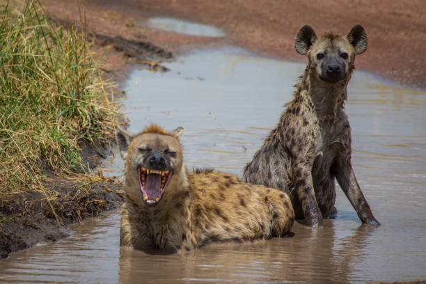 Laughing Hyenas in Africa Laughing Hyenas in Africa spotted hyena photos stock pictures, royalty-free photos & images
