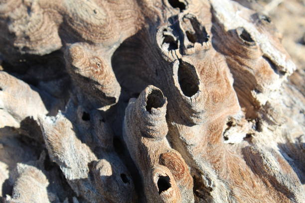 木材 - ジョシュア ツリー国立公園 - 西口 - 11318 の顔 b - 11318 ストックフォトと画像
