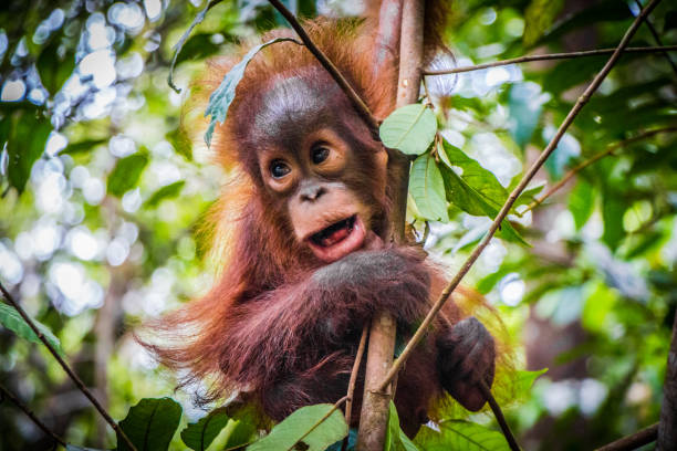 ein baby orang-utan hängt in einem baum in borneo - orang utan fotos stock-fotos und bilder