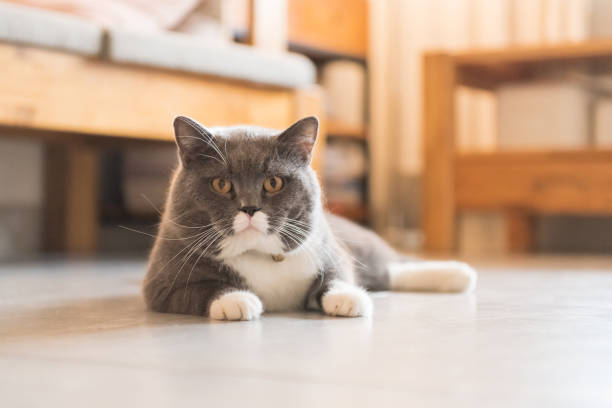 istock British short-haired cat lying on the ground 1078900836
