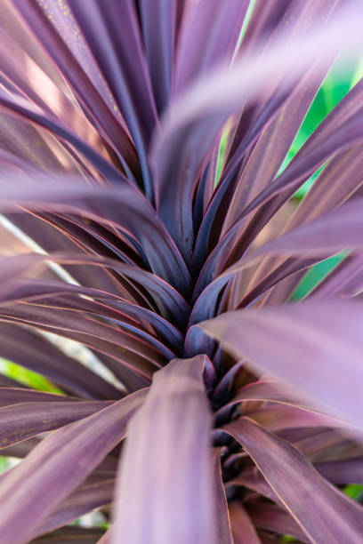 Cordyline australis Black Knight plant leaves Amazing perspective and detail closeup of a purple Cordyline Australis plant ti plant stock pictures, royalty-free photos & images